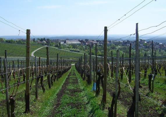 Frühling - Weinbau Orth, Sachsenheim-Hohenhaslach